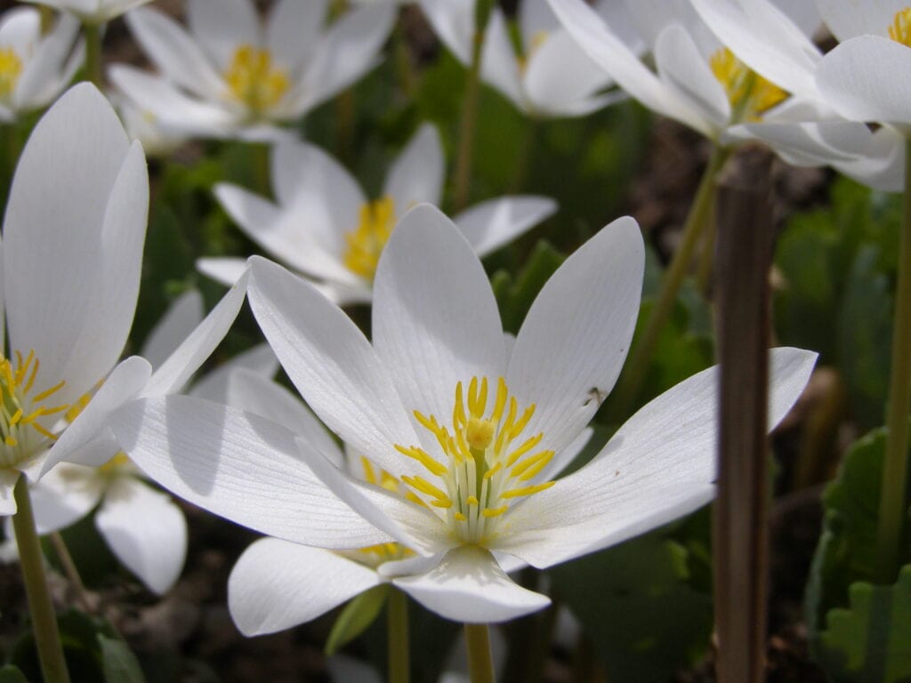 native spring wildflowers